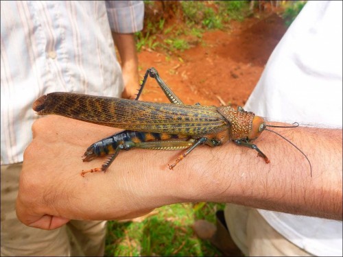 hornoxe.com_picdump318_038