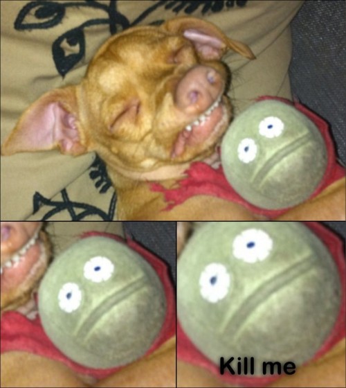 hornoxe.com_picdump318_117