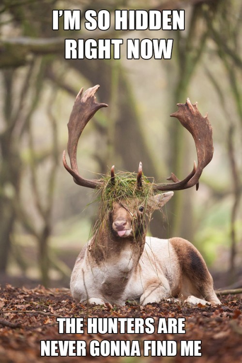 hornoxe.com_picdump319_014