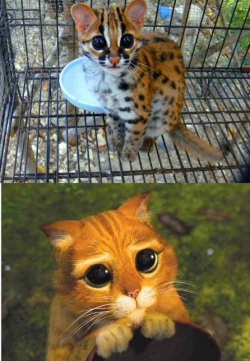 hornoxe.com_picdump323_028