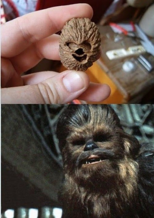 hornoxe.com_picdump324_056