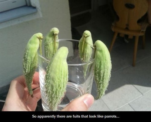 hornoxe.com_picdump326_063