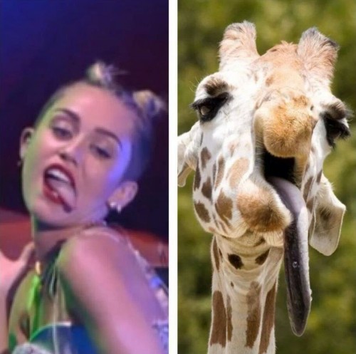 hornoxe.com_picdump326_106