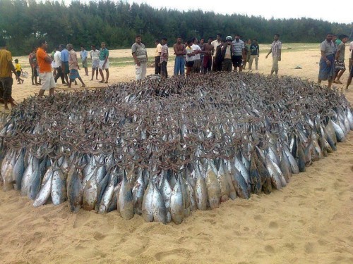 PUBLISHED by catsmob.com