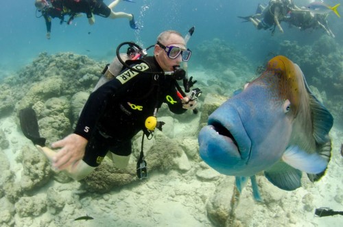 PUBLISHED by catsmob.com