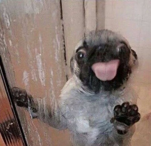 PUBLISHED by catsmob.com