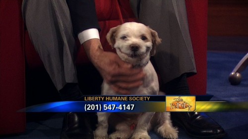 PUBLISHED by catsmob.com