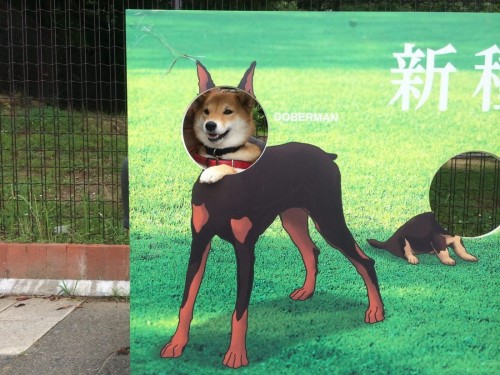 PUBLISHED by catsmob.com