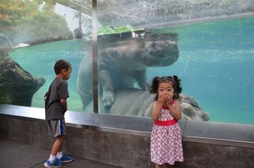 PUBLISHED by catsmob.com