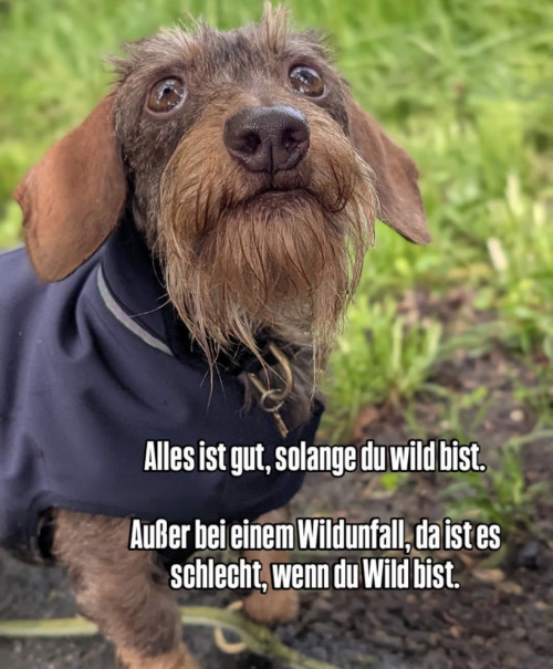 picdump978_038