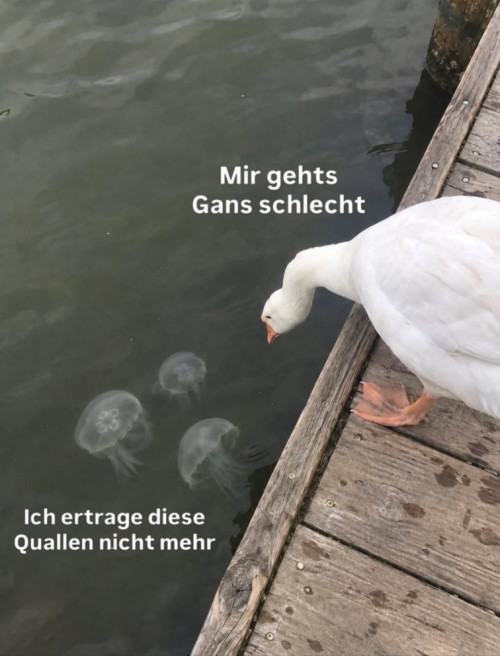 picdump985_16