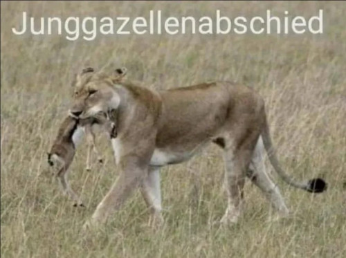 picdump985_66