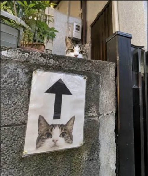 picdump989_21