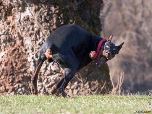 hornoxe.com_richtige_moment_01_05