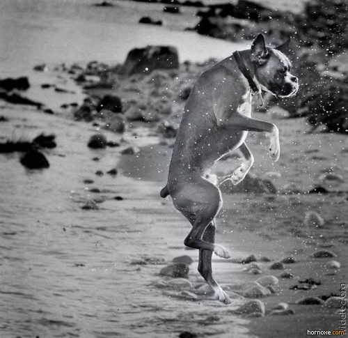 hornoxe.com_richtige_moment_01_07