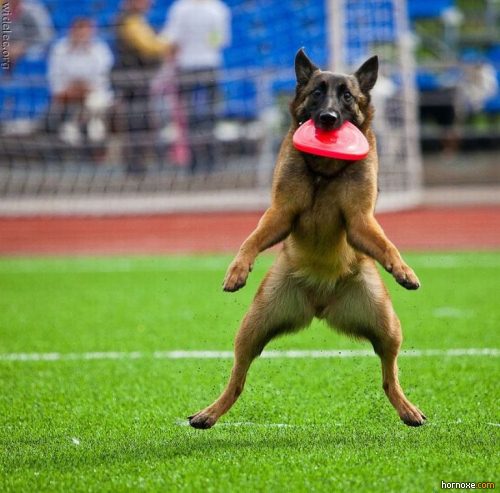 hornoxe.com_richtige_moment_01_10