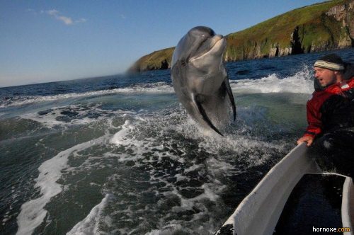 hornoxe.com_richtige_moment_01_13