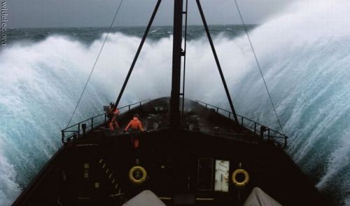 PUBLISHED by catsmob.com