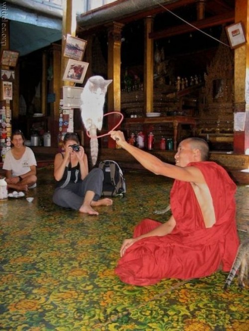 PUBLISHED by catsmob.com