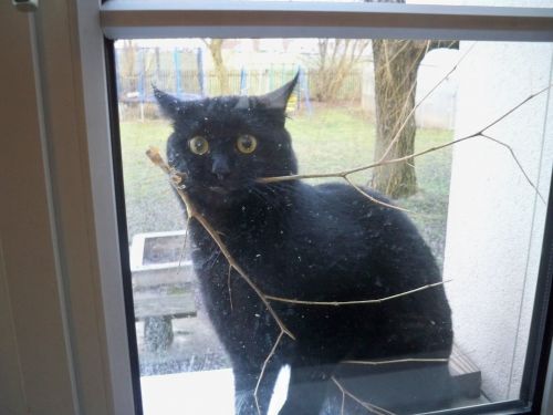 hornoxe.com_userpicdump01_002