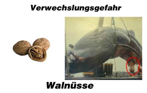 hornoxe.com_userpicdump02_118