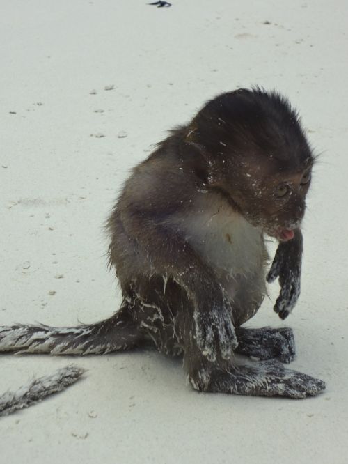 hornoxe.com_userpicdump05_15