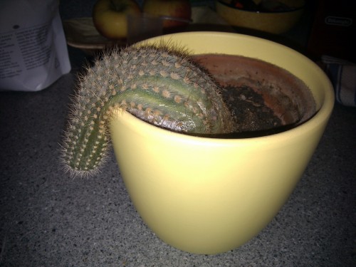 hornoxe.com_userpicdump07_27