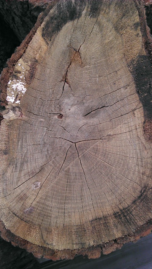 hornoxe.com_userpicdump08_05