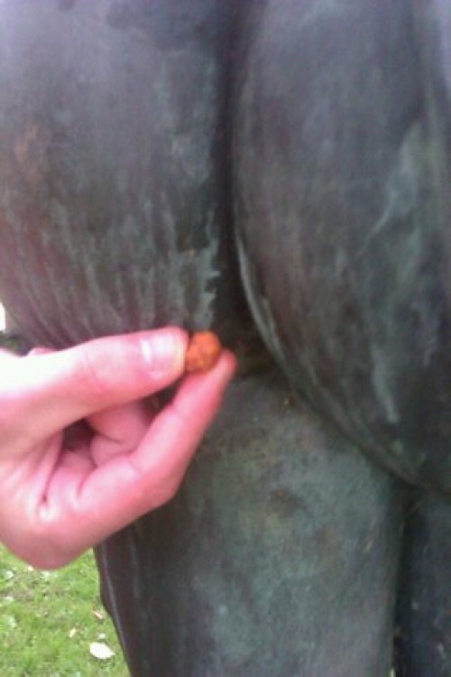 hornoxe.com_userpicdump08_14