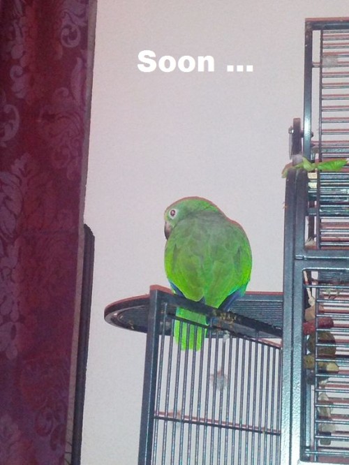 hornoxe.com_userpicdump10_32